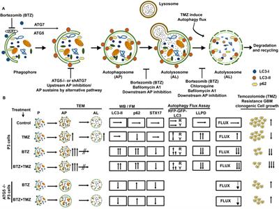 Bortezomib abrogates temozolomide-induced autophagic flux through an ATG5 dependent pathway